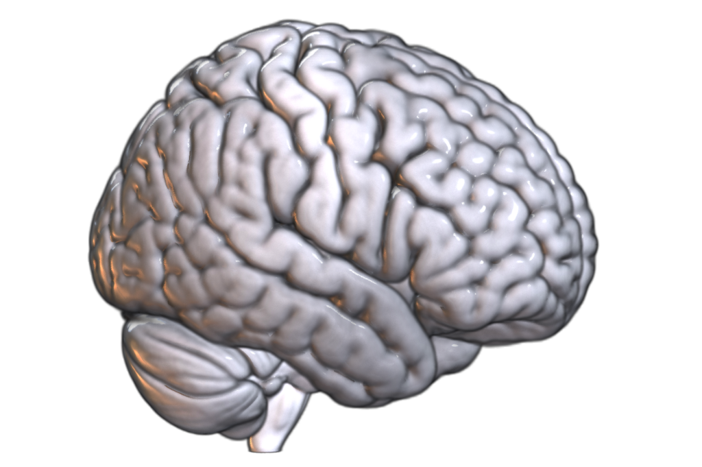 Mozg_MRI_3D_kadr