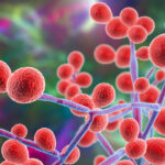 candida-albicans