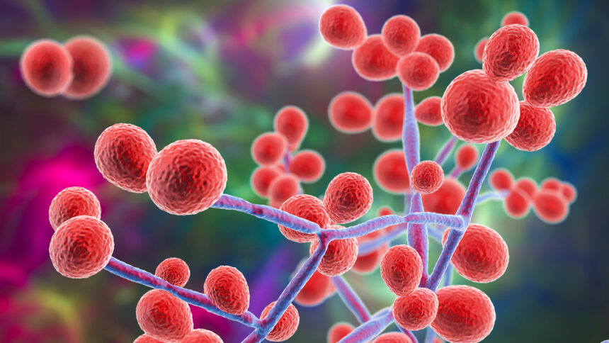 candida-albicans