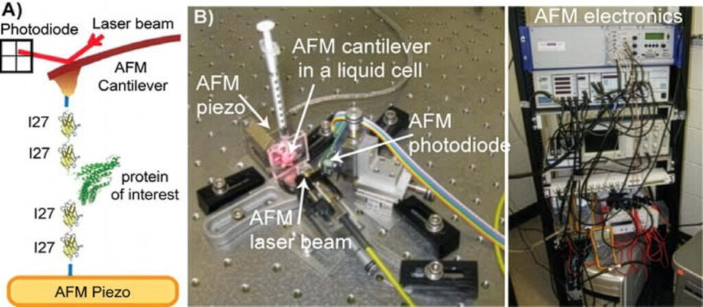 AFM