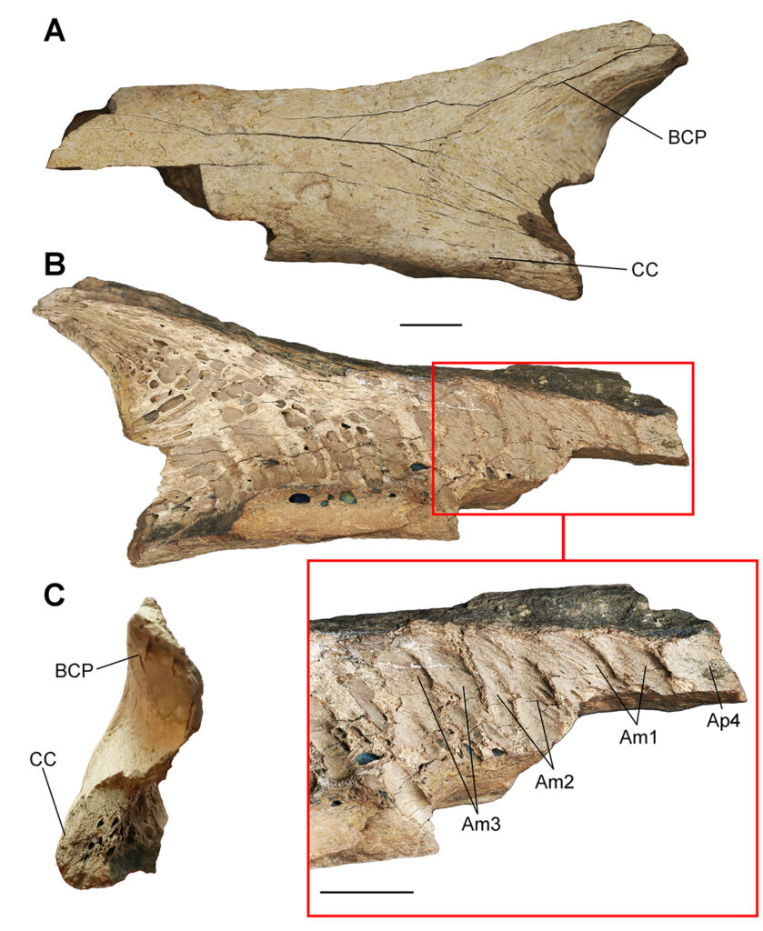 FIG.