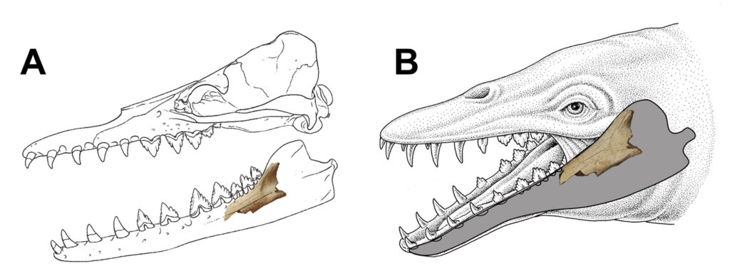 FIG2
