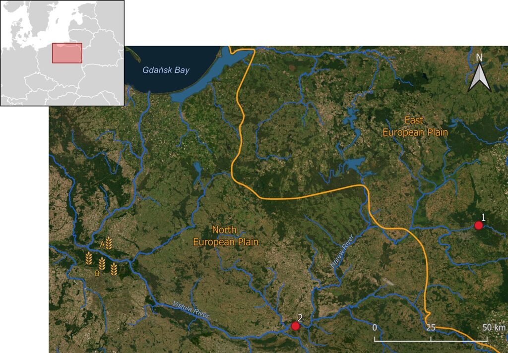 Mapa strefy granicznej między Niziną Wschodnioeuropejską a Niziną Północnoeuropejską, przedstawiająca stanowiska archeologiczne z ceramiką: 1 – Stanowisko 3 w Supraślu, 2 – Stanowisko 49 w Skrzeszewie. A – Ziemia Chełmińska i B – Kujawy – obszary uprawy zbóż od wczesnego neolitu, zasiedlone na przełomie neolitu i epoki brązu przez społeczności z Babiej Góry, położone najbliżej stanowiska 49 w Skrzeszewie i stanowiska 3 w Supraślu. Źródła map bazowych: Esri, DigitalGlobe, GeoEye, i-cubed, USDA FSA, USGS, AEX, Getmapping, Aerogrid, IGN, IGP, Swisstopo oraz społeczność użytkowników GIS (pod redakcją A. Gajo). Źródło: doi.org/10.1111/arcm.70024