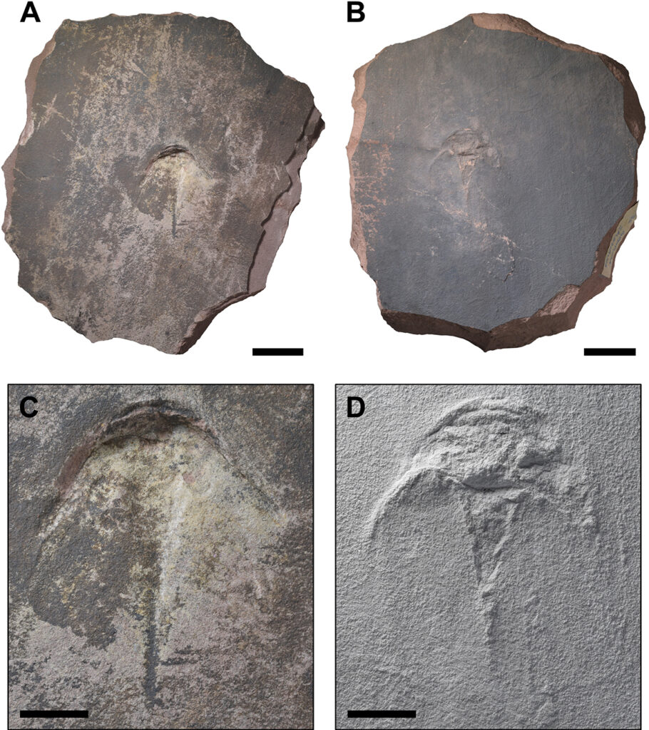 fig-3-full