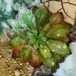 2rev-Moises-Exposito-Alonso_Arabidopsis_DrawImpacts-2