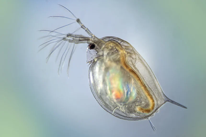 Daphnia-pulex_04_ADOBE