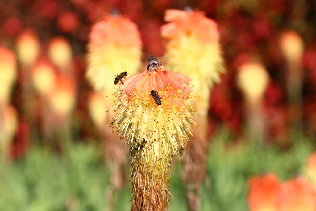 Kniphofia-uvaria-_2