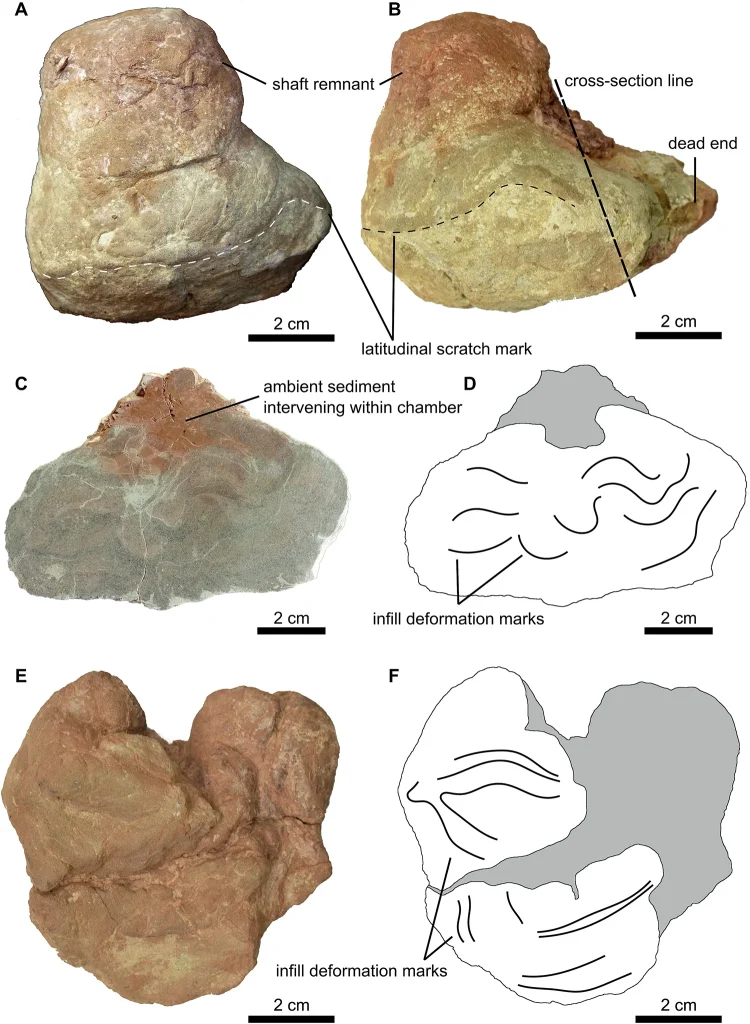 ZAUROPODOMORFY_FIG.4