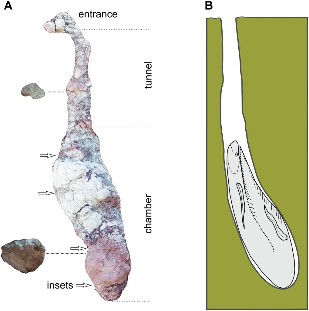ZAUROPODOMORFY_FIG.5.