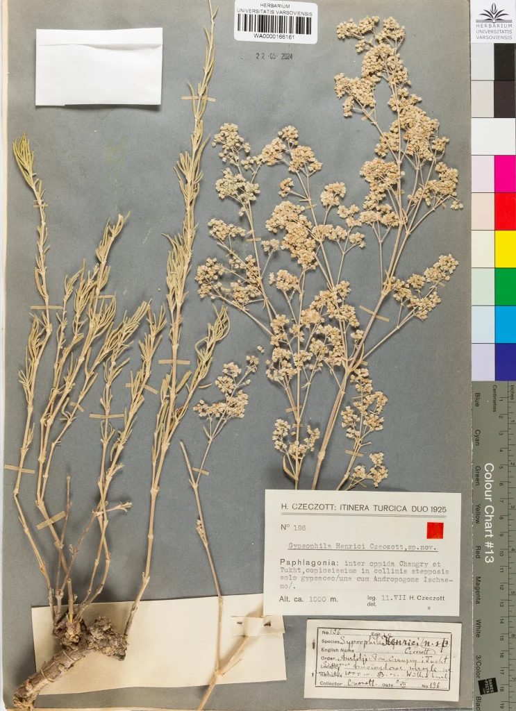 
12_Ryc.-1.-Gypsophila-henrici1